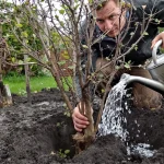Plantez en février ce fruitier rustique : il offre des kilos de fruits rapidement