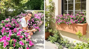 Cette petite vivace rose facile illumine bordures et pots tout l’été et transforme un jardin triste en scène ultra chic