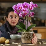 Orchidée : obtenez très vite une floraison spectaculaire grâce à une simple pomme de terre