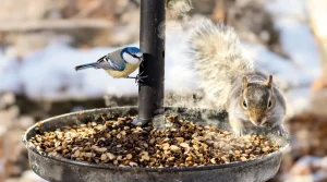 Pourquoi les jardiniers saupoudrent désormais du café sur les mangeoires à oiseaux